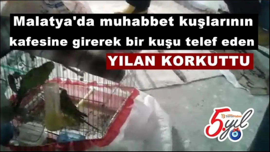 Malatya'da Kuş kafesine giren yılan korkuttu