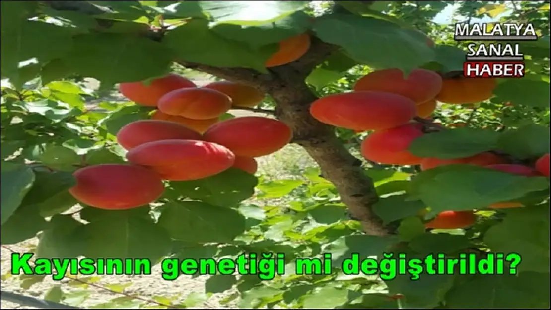 Kayısının genetiği mi değiştirildi?