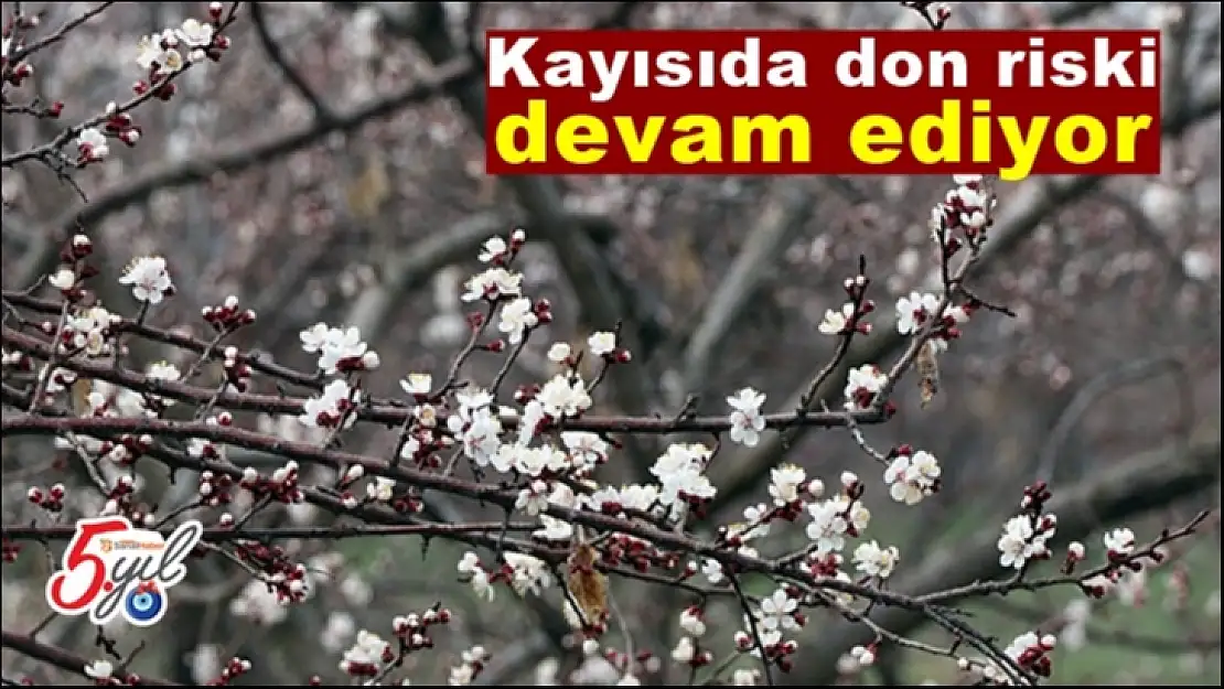 Kayısıda don riski devam ediyor