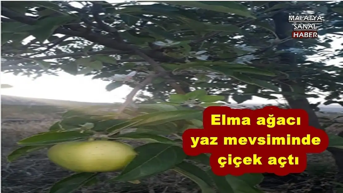 Malatya'da Elma ağacı yaz mevsiminde çiçek açtı