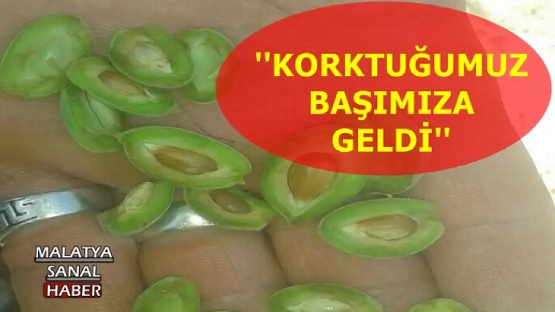 Kayısıyı yine don vurdu