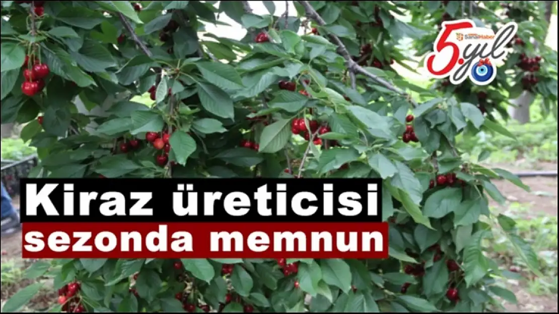Kiraz üreticisi sezonda memnun