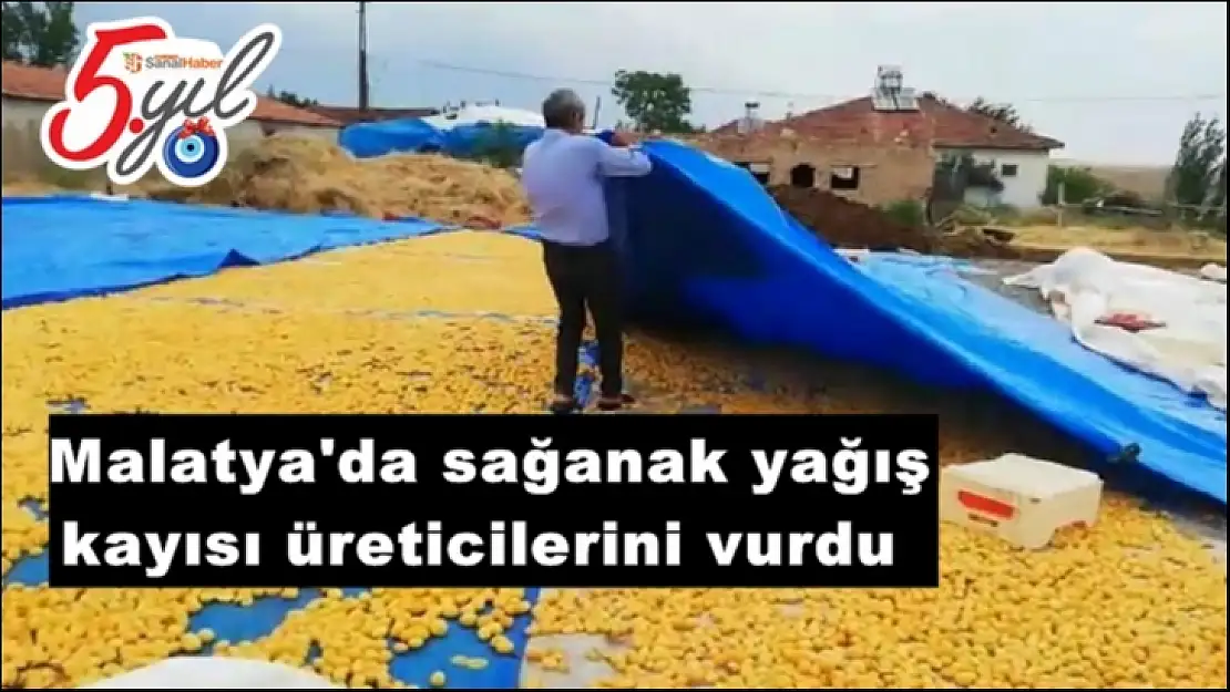 Malatya'da sağanak yağış kayısı üreticilerini vurdu