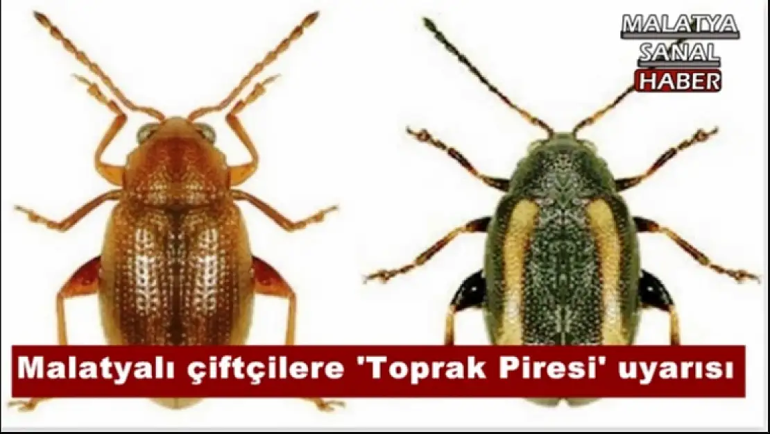 Malatyalı çiftçilere ´Toprak Piresi´ uyarısı