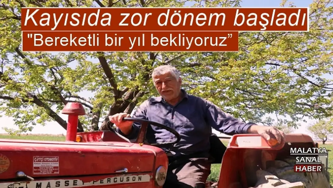 Kayısıda zor dönem başladı