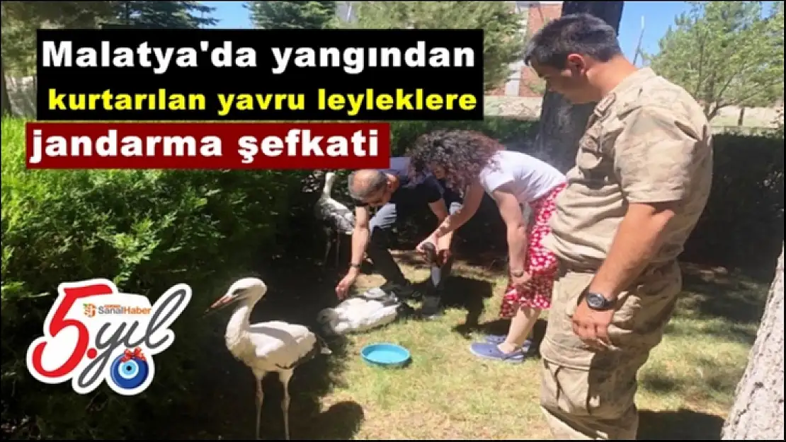 Malatya'da yangından kurtarılan yavru leyleklere jandarma şefkati