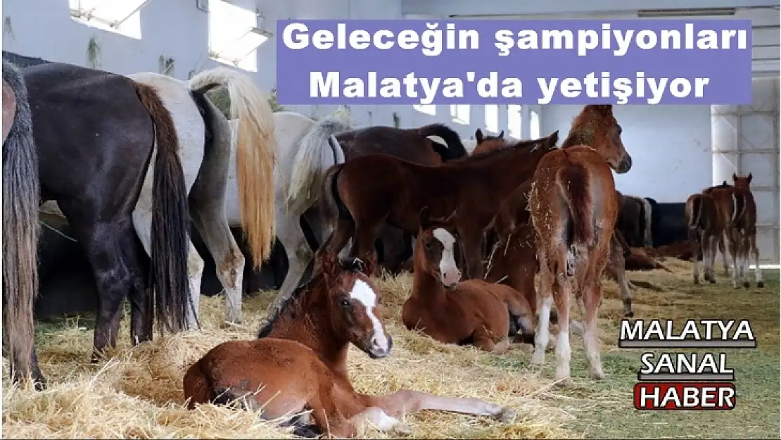 Geleceğin şampiyonları Malatya'da yetişiyor