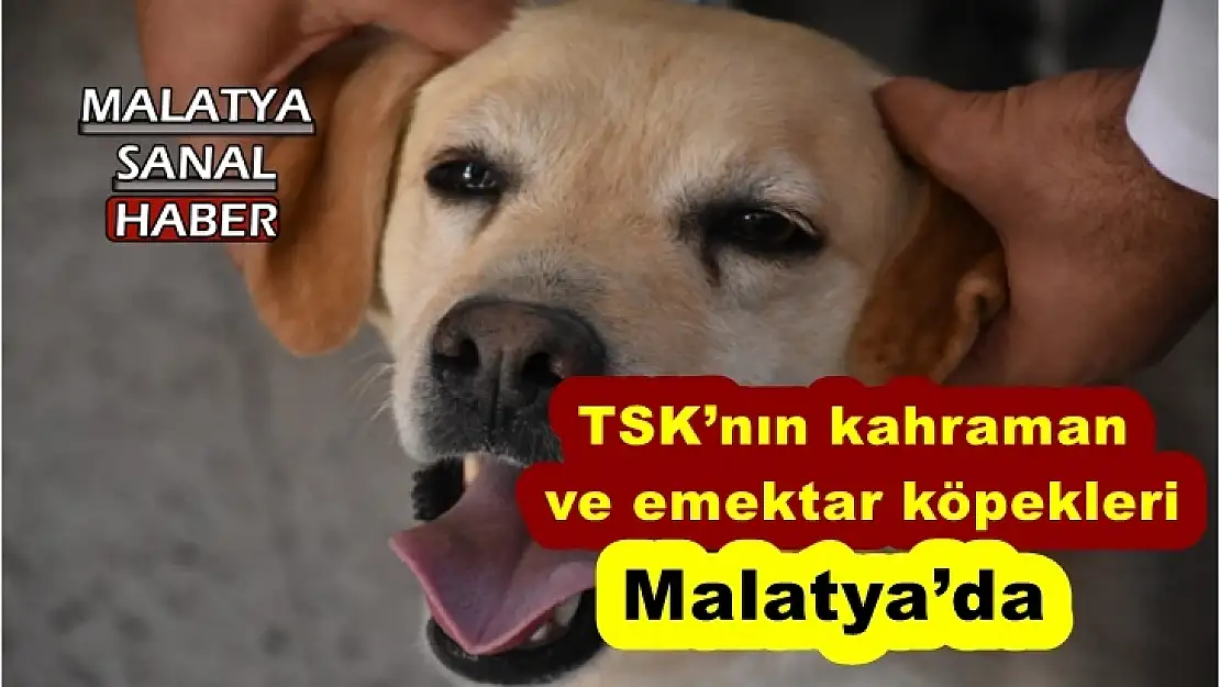 TSK´nın kahraman ve emektar köpekleri Malatya'da