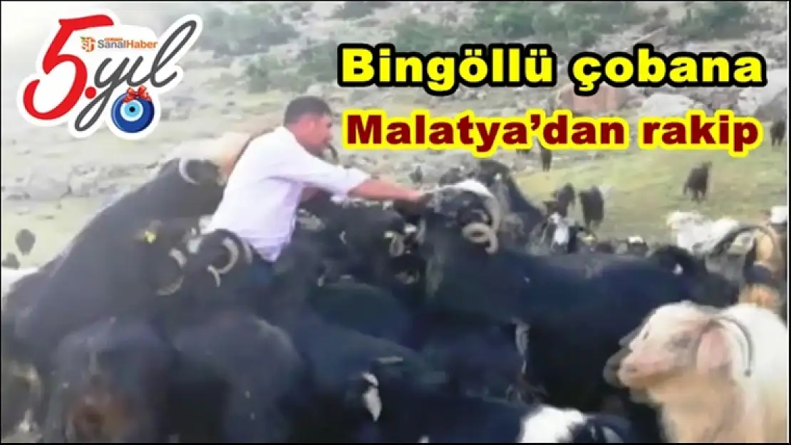 Bingöllü çobana Malatya´dan rakip