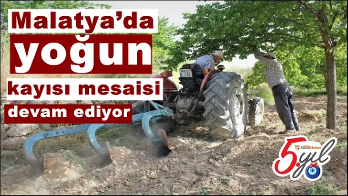 Malatya´da yoğun kayısı mesaisi devam ediyor