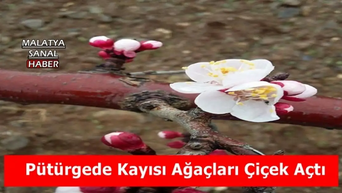 Pütürge´de kayısı ağaçları çiçek açtı