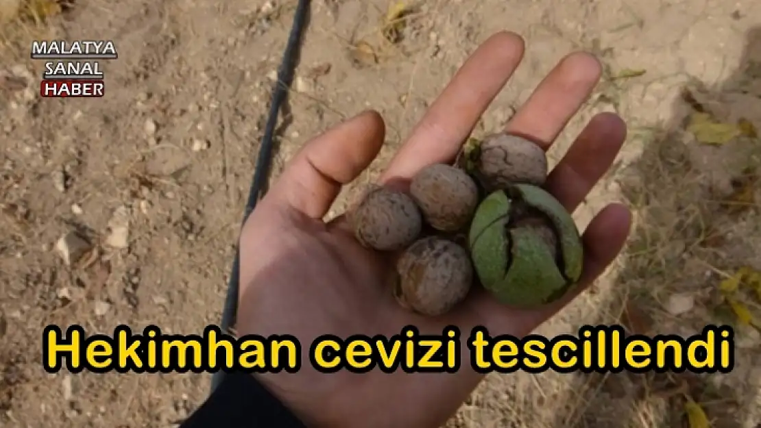 Hekimhan cevizi tescillendi
