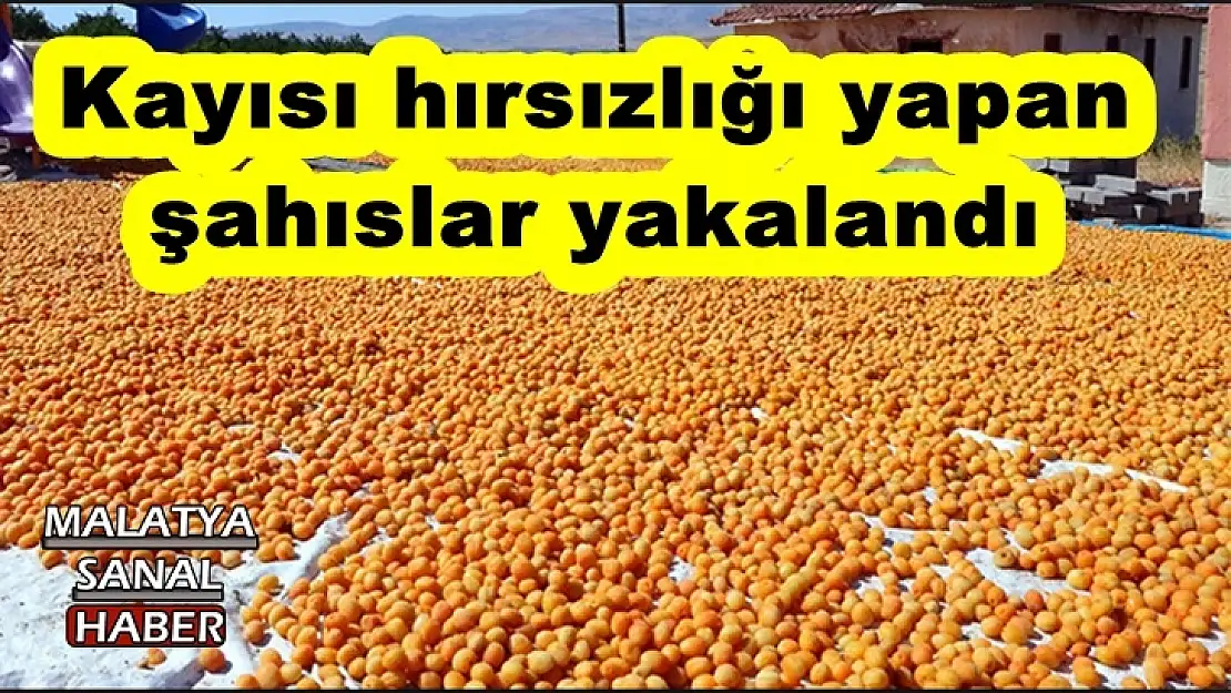 Kayısı hırsızlığı yapan şahıslar yakalandı