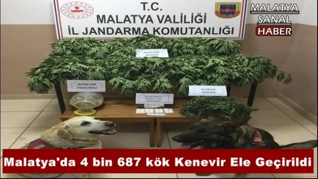 Malatya'da 4 bin 687 kök Kenevir Ele Geçirildi