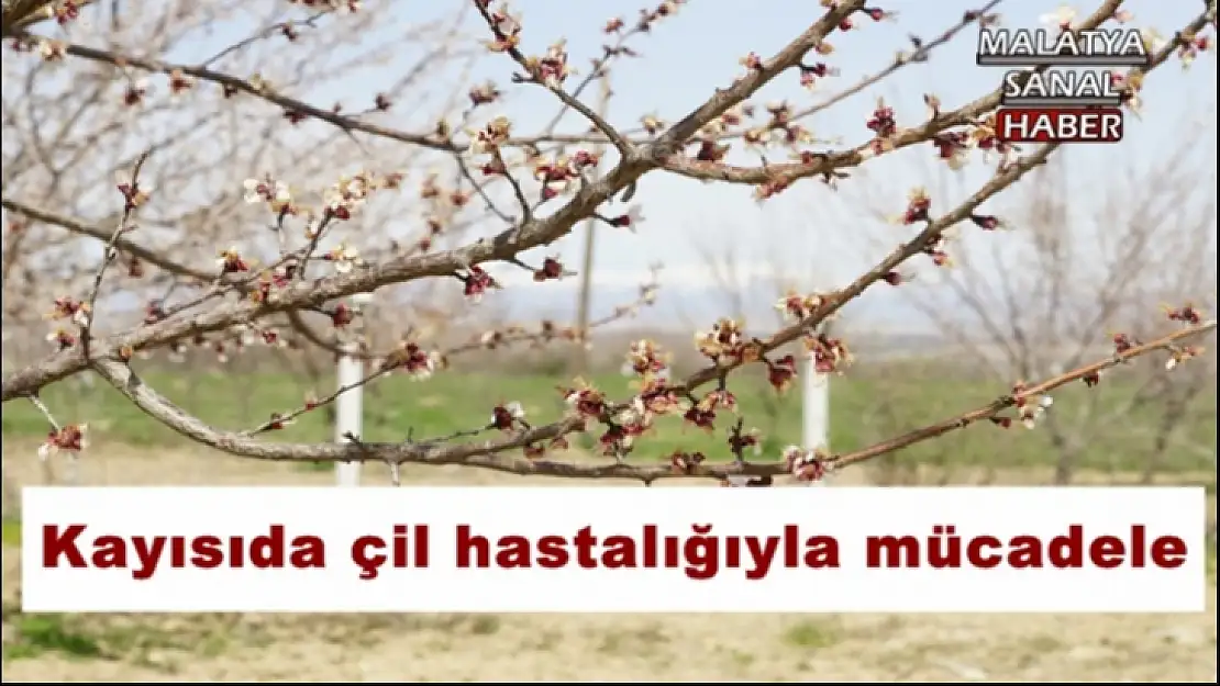 Kayısıda çil hastalığıyla mücadele