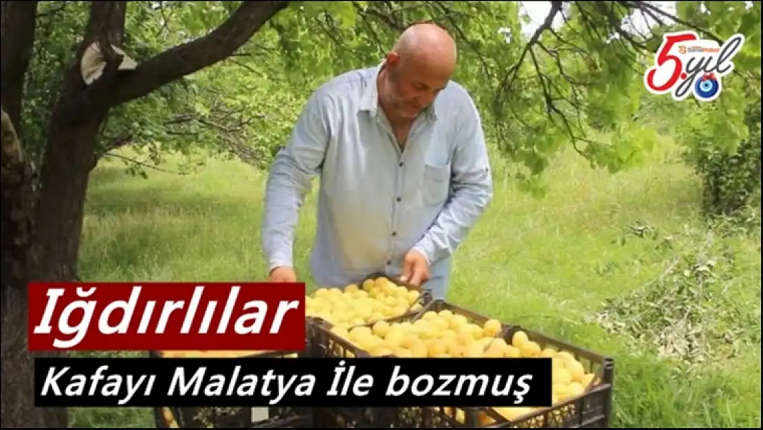 Iğdırlılar Kafayı Malatya İle bozmuş