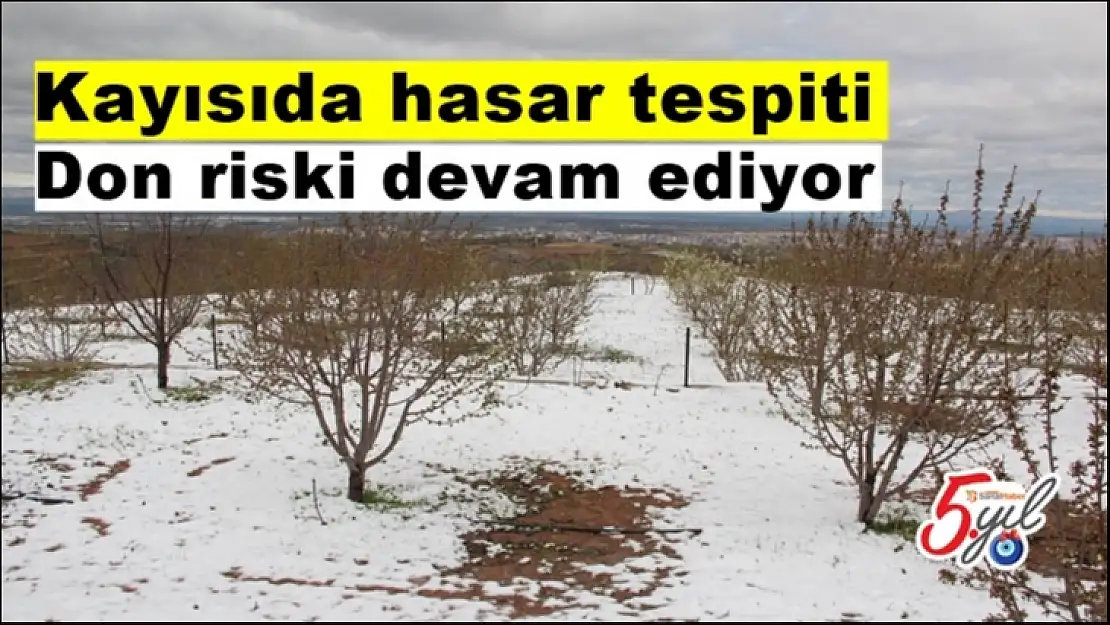 Kayısıda hasar tespiti