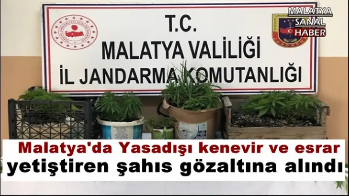 Malatya'da Yasadışı kenevir ve esrar yetiştiren şahıs gözaltına alındı