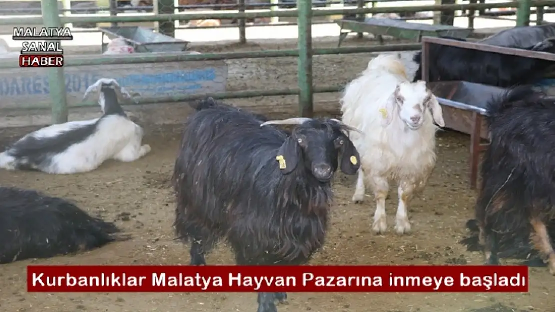Kurbanlıklar Malatya Hayvan Pazarına inmeye başladı