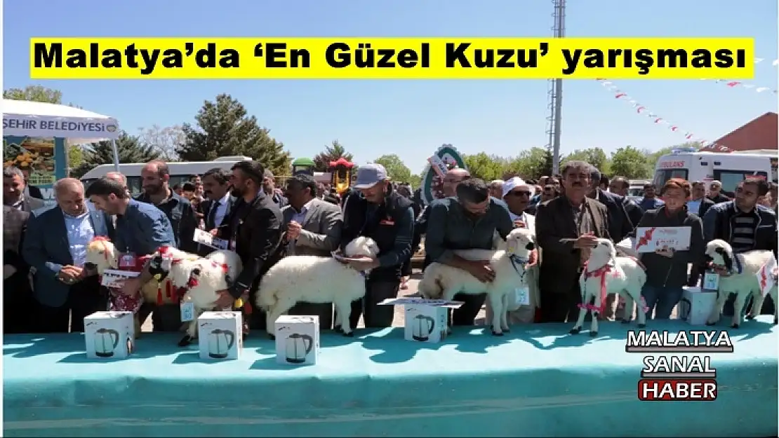 Malatya´da `En Güzel Kuzu´ yarışması