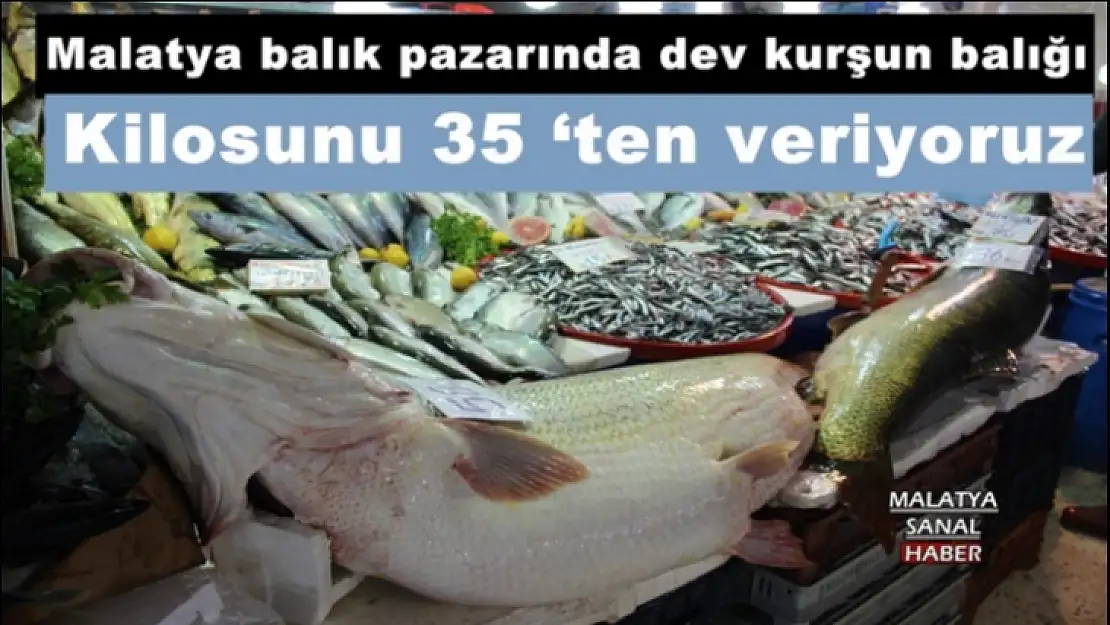 Malatya balık pazarında  dev kurşun balığı