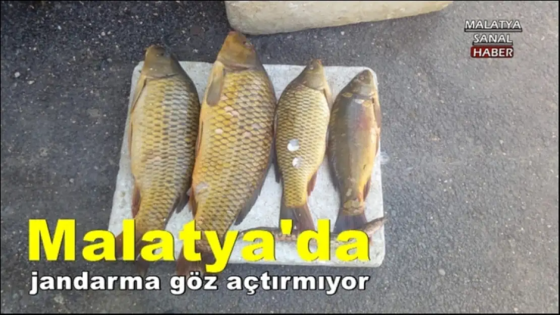 Malatya'da jandarma göz açtırmıyor