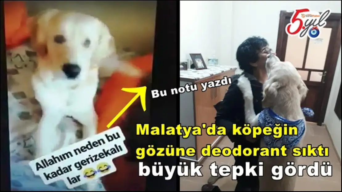 Malatya'da köpeğin gözüne deodorant sıktı