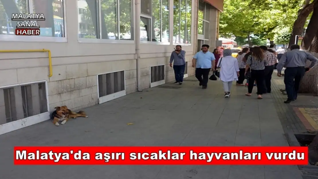 Malatya'da aşırı sıcaklar hayvanları vurdu