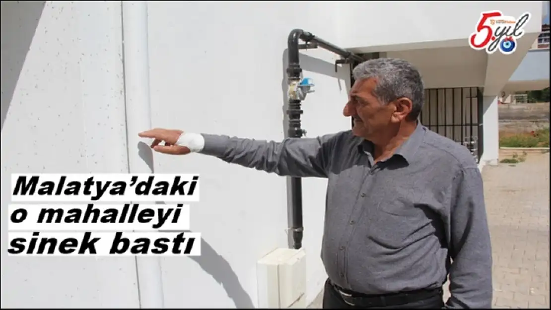 Malatya'daki o mahalleyi sinek bastı