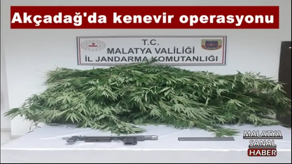 Akçadağ´da kenevir operasyonu