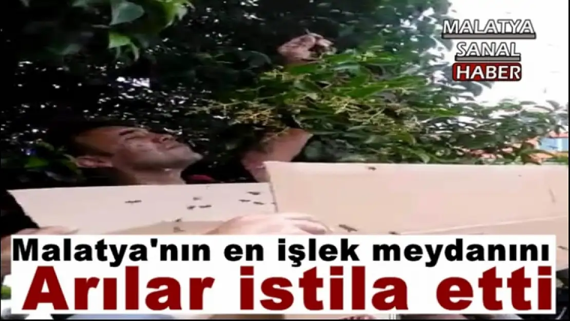 Malatya´nın en işlek meydanını arılar istila etti