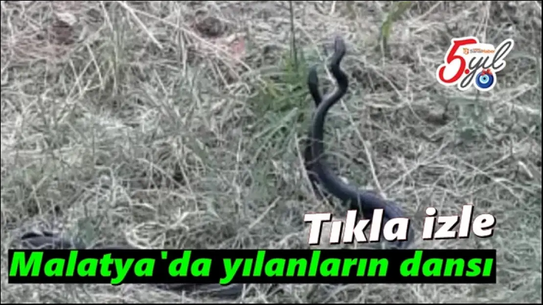 Malatya'da yılanların dansı