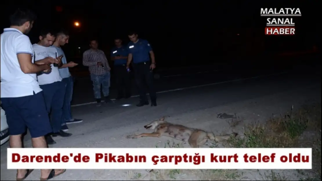 Darende'de Pikabın çarptığı kurt telef oldu