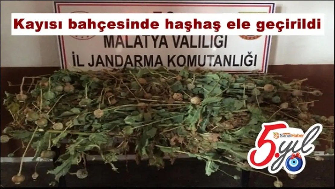 Kayısı bahçesinde haşhaş ele geçirildi