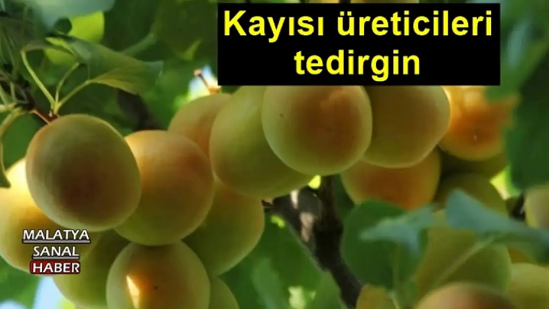 Kayısı üreticileri tedirgin