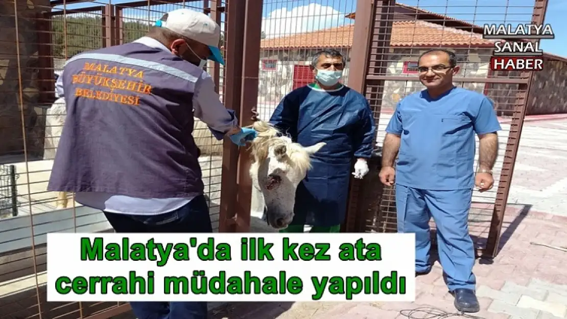 Malatya'da ilk kez ata cerrahi müdahale yapıldı