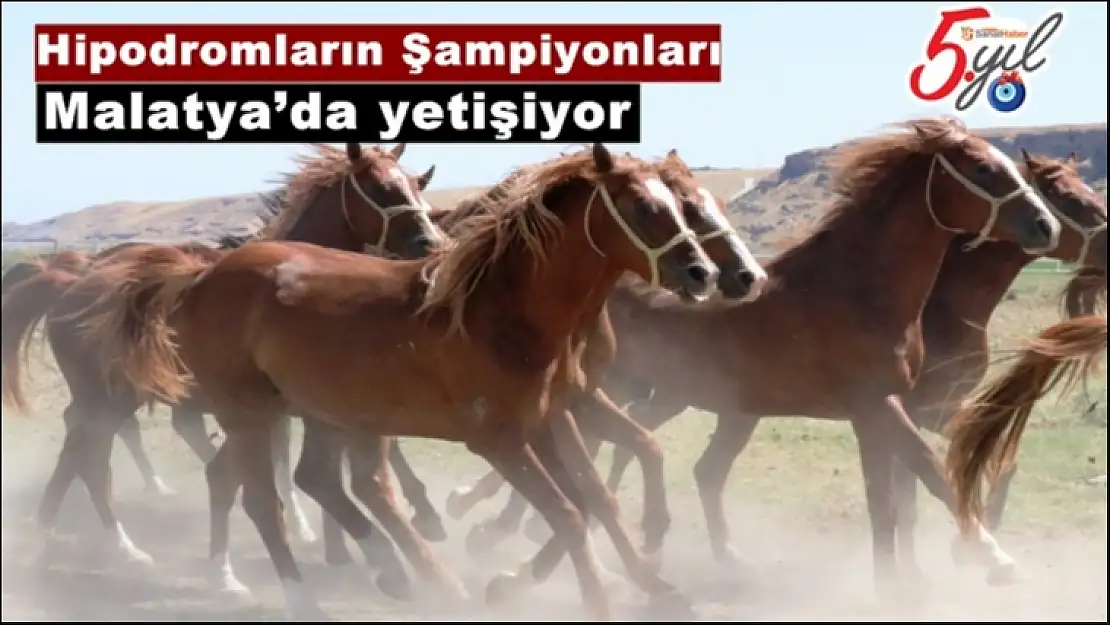 Hipodromların Şampiyonları Malatya´da yetişiyor