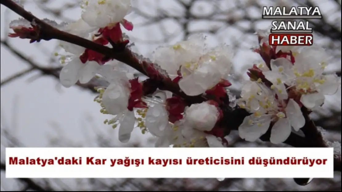 Malatya'daki Kar yağışı kayısı üreticisini düşündürüyor