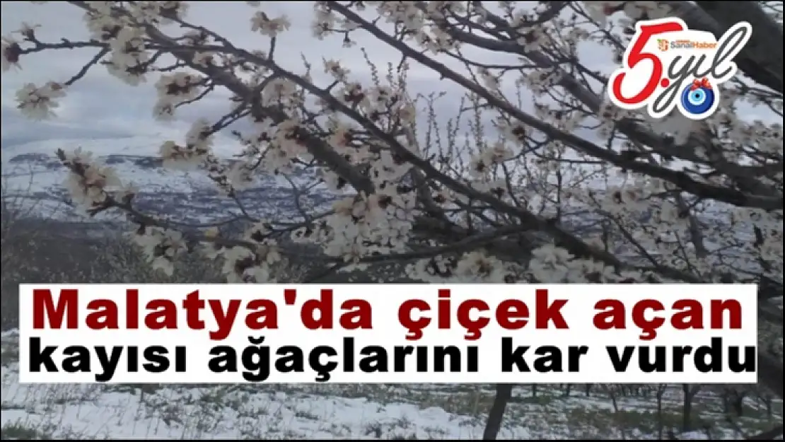 Malatya´da çiçek açan kayısı ağaçlarını kar vurdu