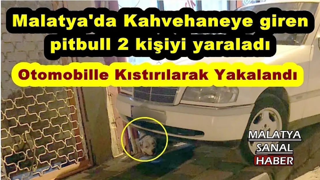 Malatya'da Kahvehaneye giren  pitbull 2 kişiyi yaraladı