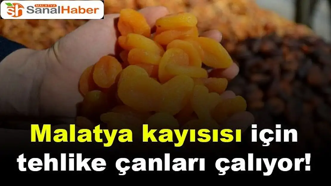 Malatya kayısısı için tehlike çanları çalıyor!