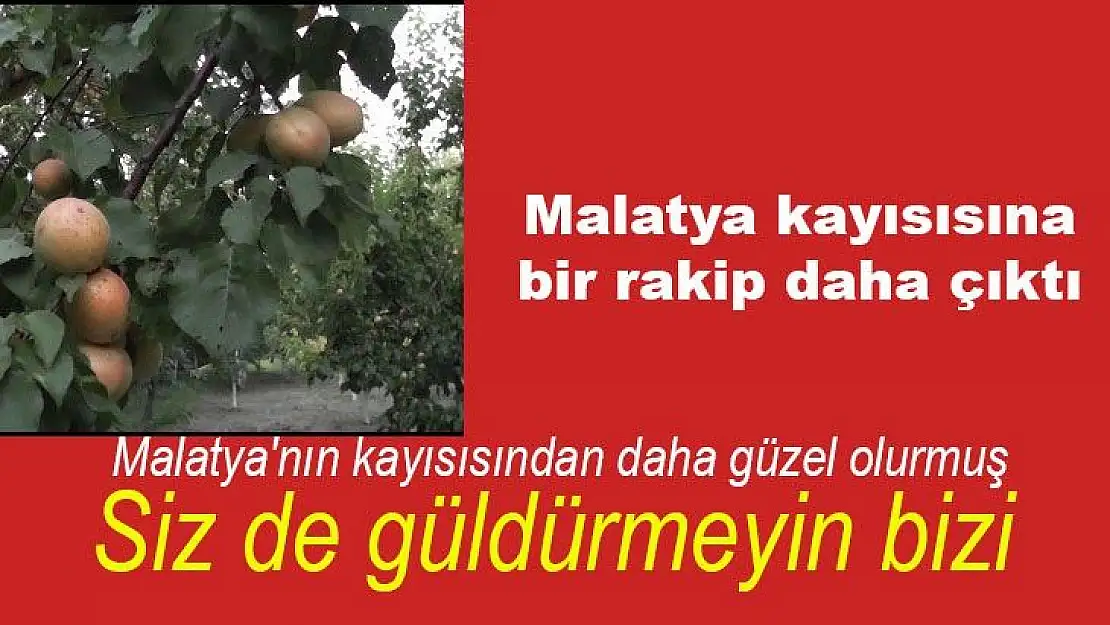 Malatya kayısısına bir rakip daha çıktı