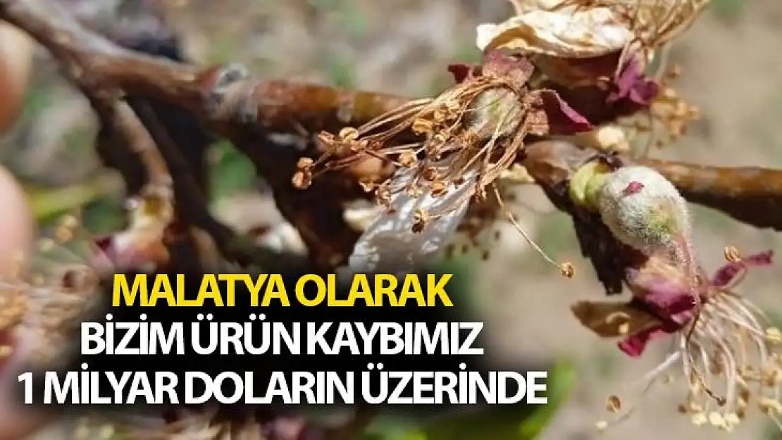 Malatya olarak bizim ürün kaybımız 1 milyar doların üzerinde