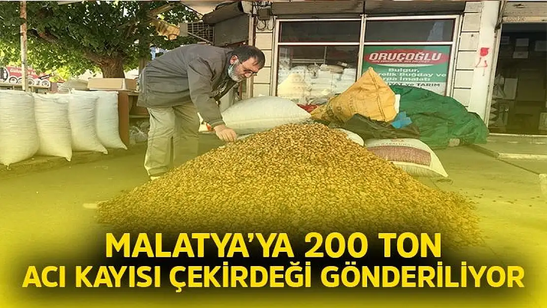 Malatya´ya 200 ton acı kayısı çekirdeği gönderiliyor