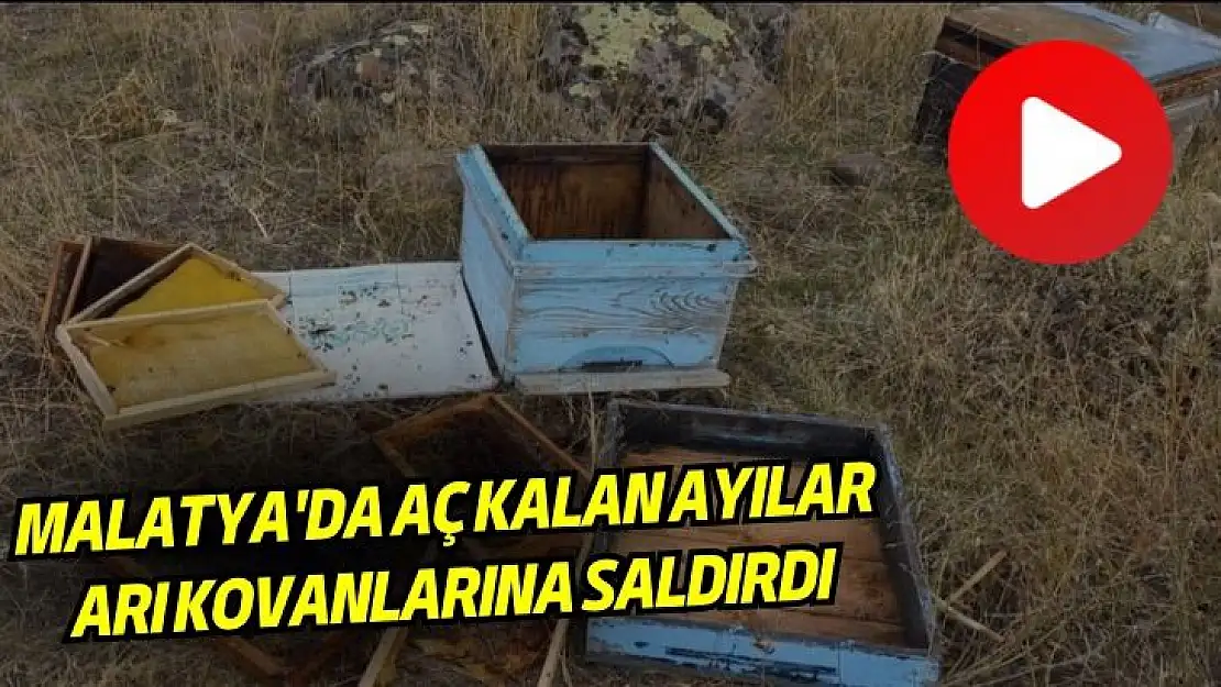 Malatyada  aç kalan ayılar arı kovanlarına saldırdı