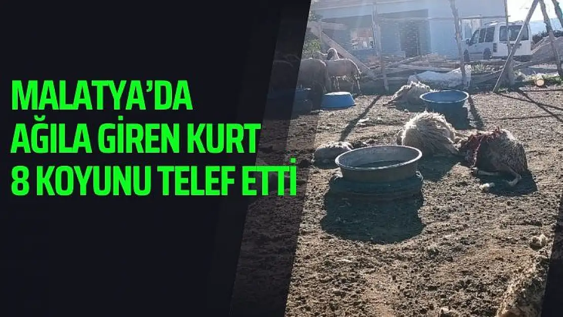 Malatyada ağıla giren kurt 8 koyunu telef etti