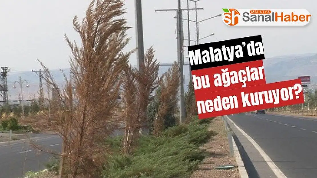 Malatya´da bu ağaçlar neden kuruyor