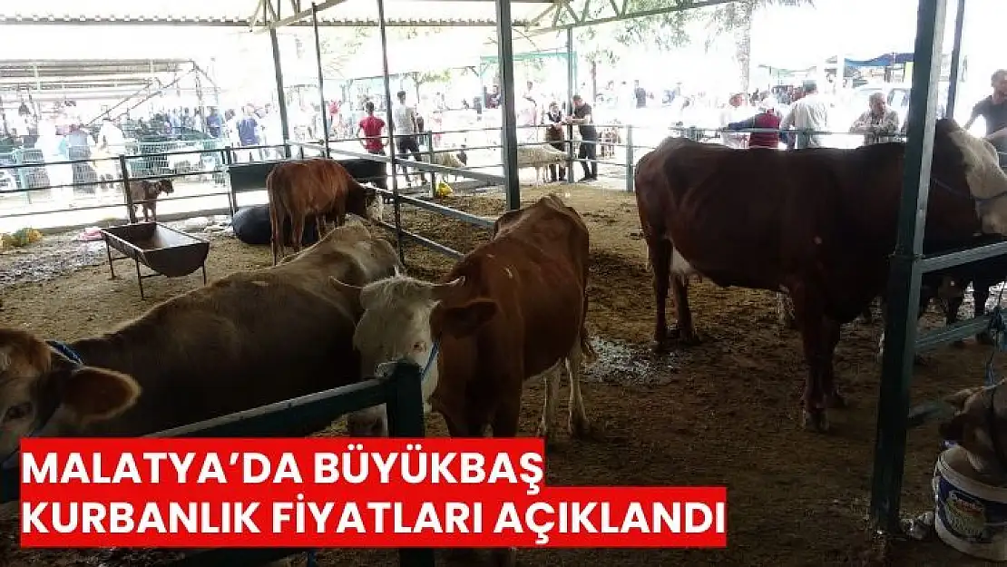 Malatyada büyükbaş kurbanlık fiyatları açıklandı