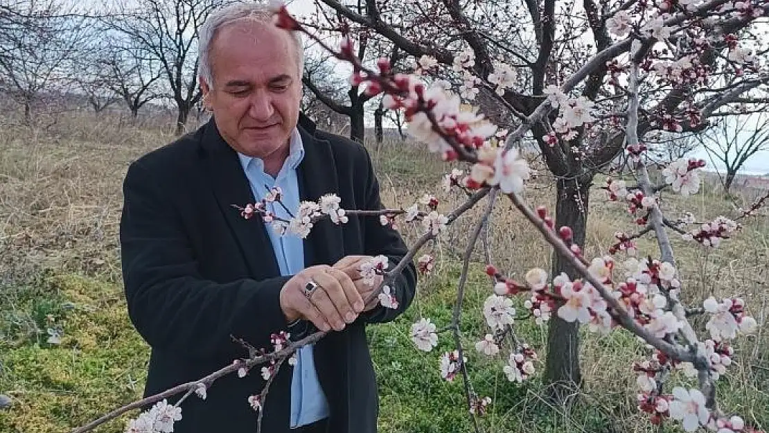 'Malatyada kayısıda zirai don tehlikesi'