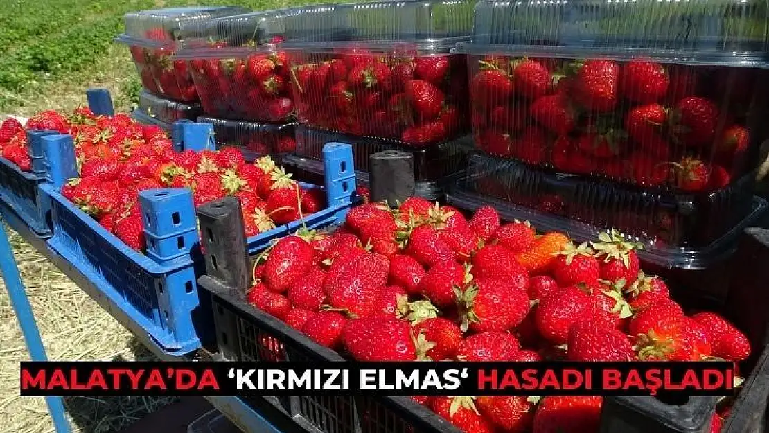 Malatyada kırmızı elmas hasadı başladı